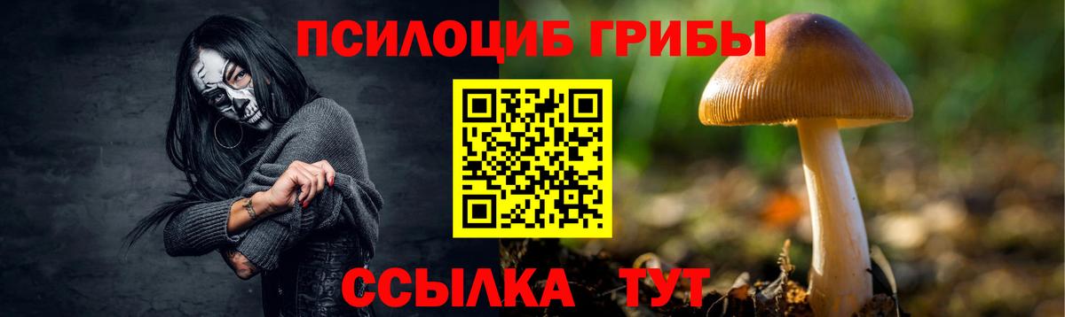 Будённовск  наркота  Вход с VPN  Псилоцибиновые грибы Psilocybine cubensis 